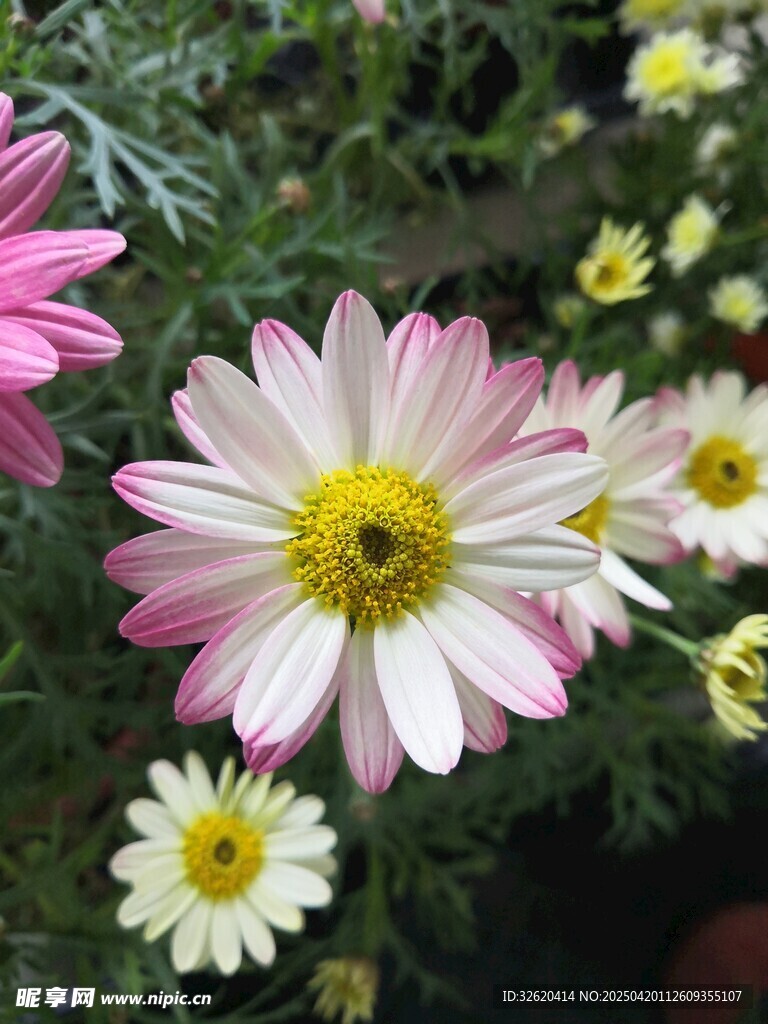 雏菊