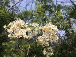 油桐花