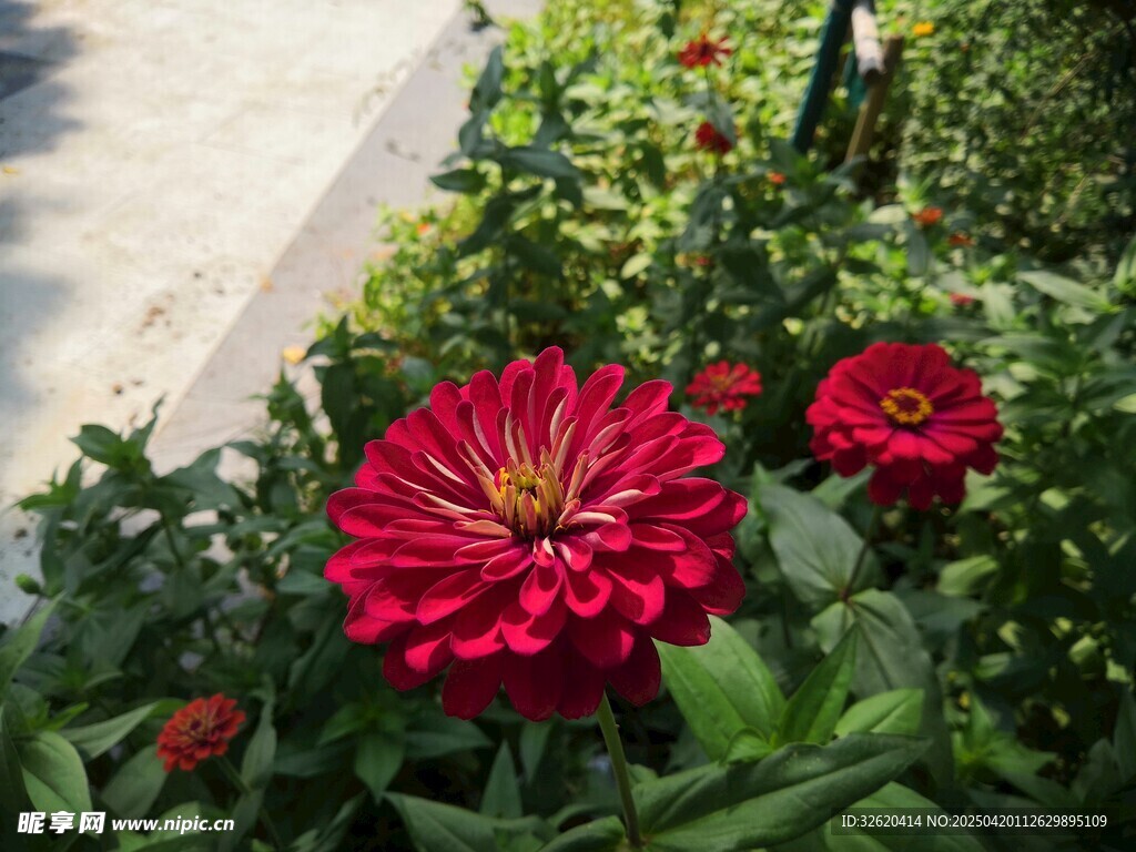 百日菊