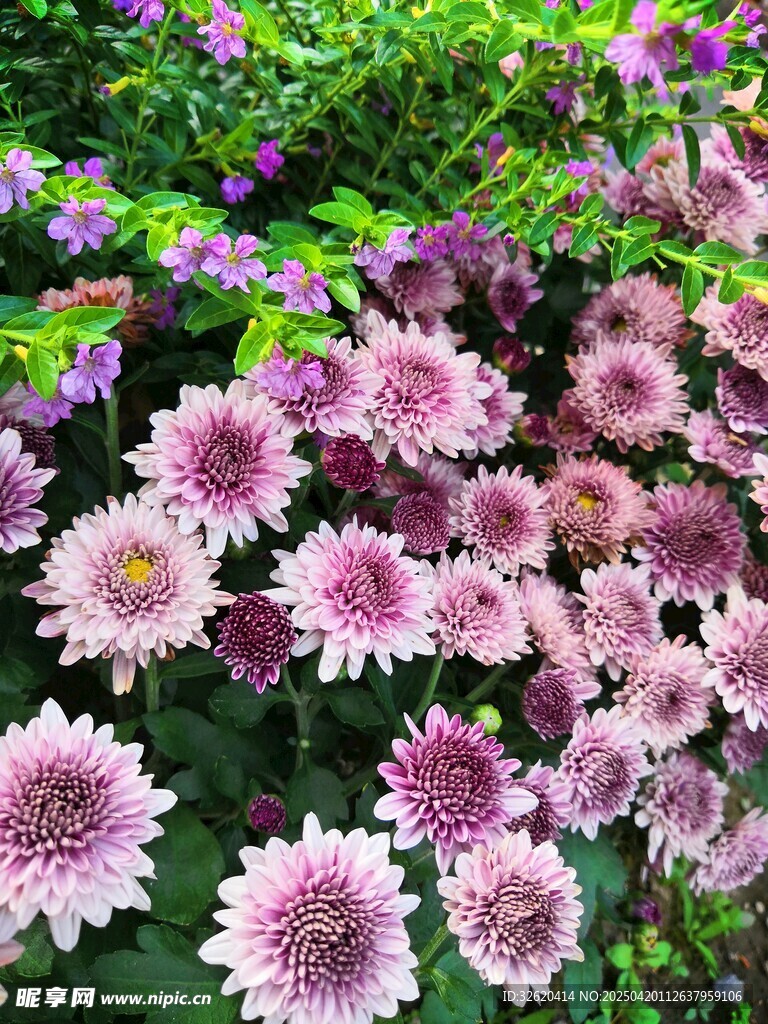 紫菊