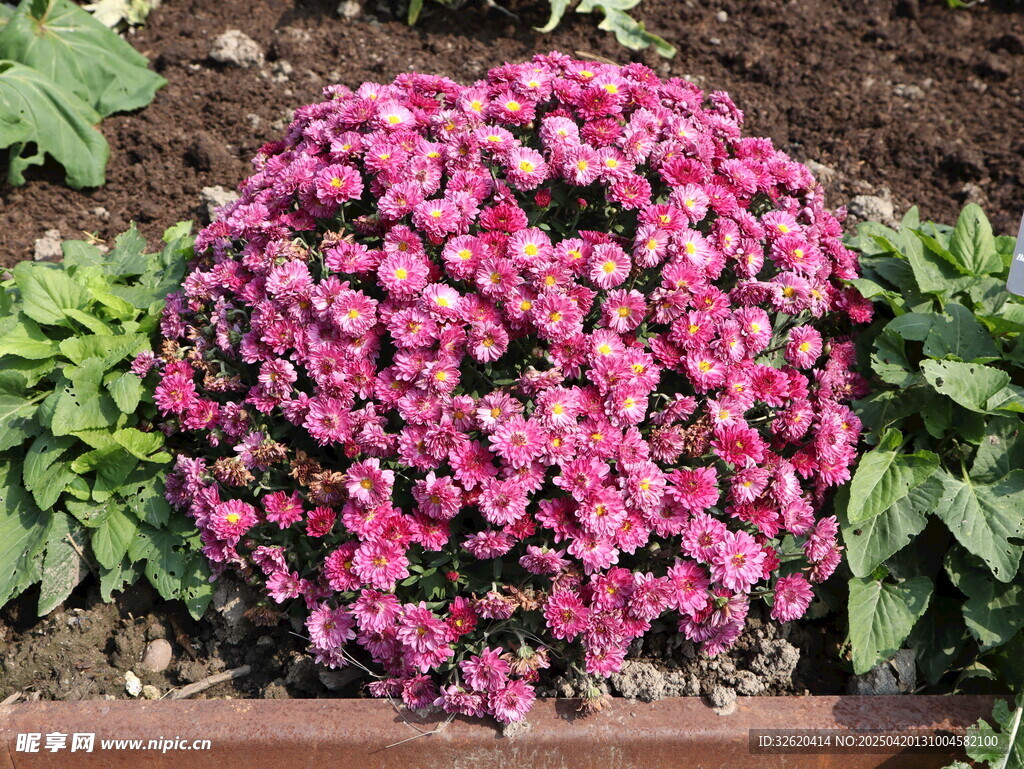 菊花