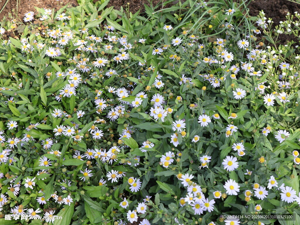 小雏菊