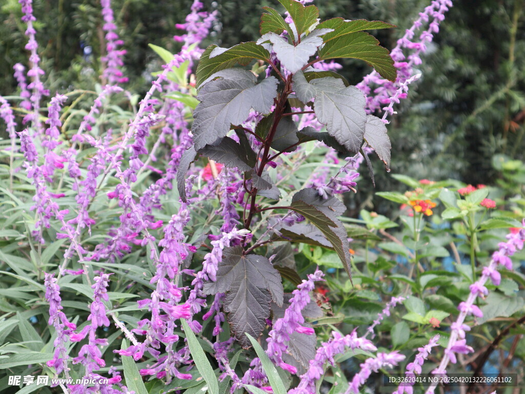 鼠尾草