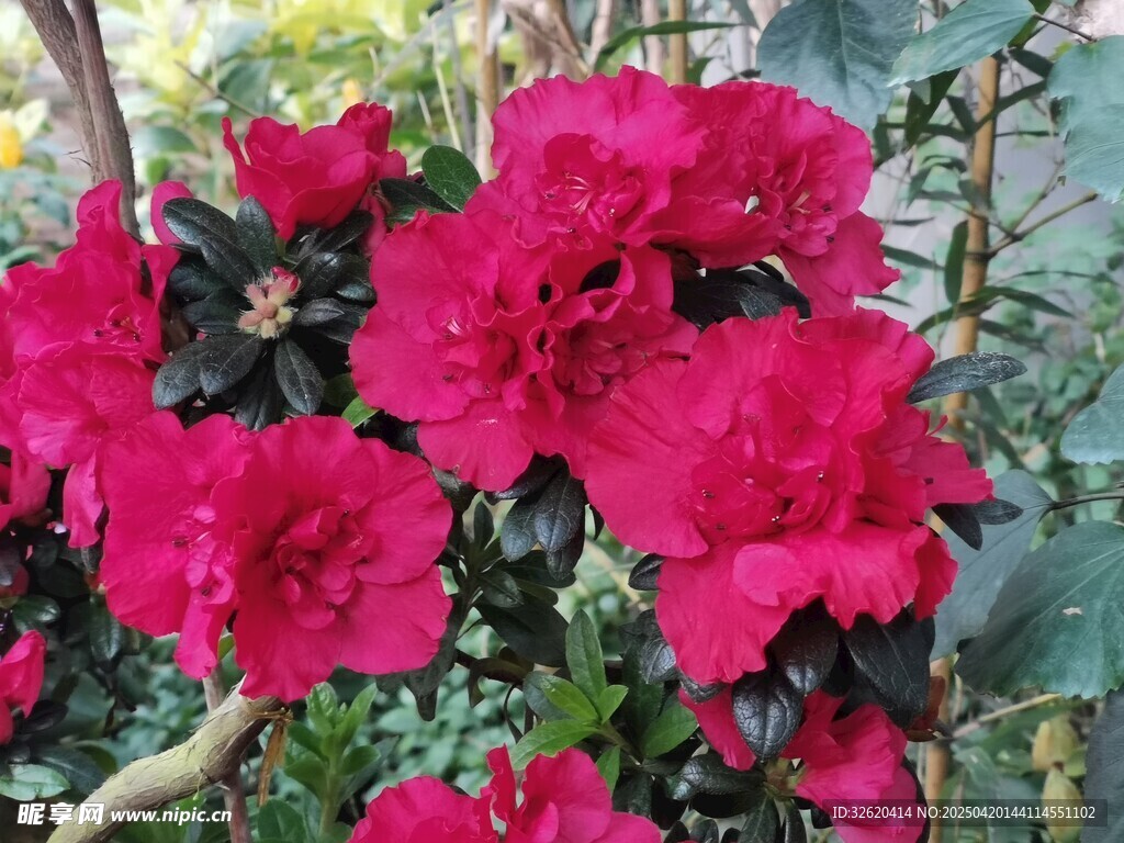 杜鹃花