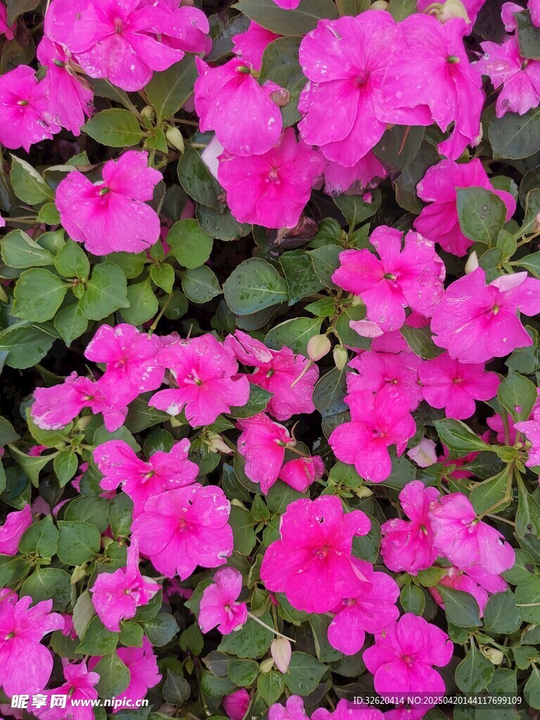 矮牵牛花