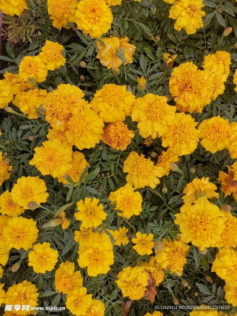 万寿菊