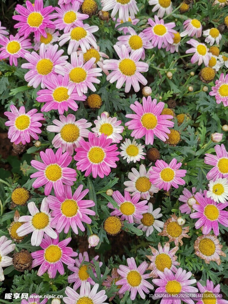 雏菊