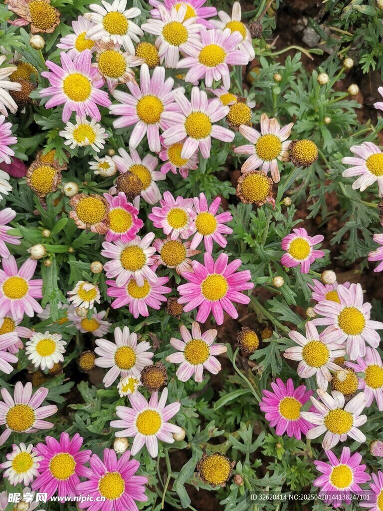 雏菊