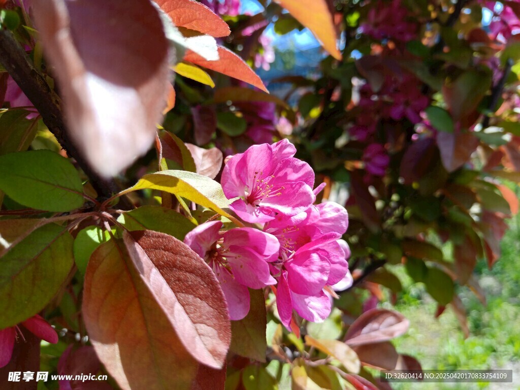 东京樱花