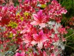 杜鹃花