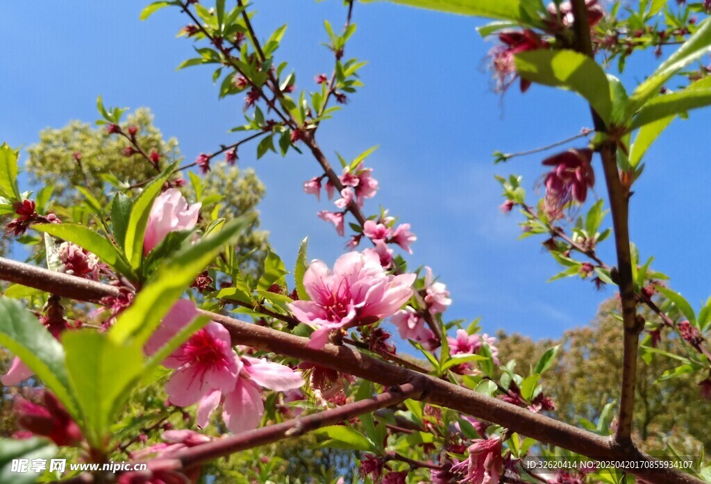 桃花