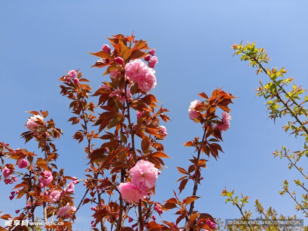 东京樱花