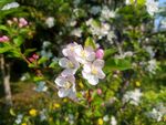 苹果花