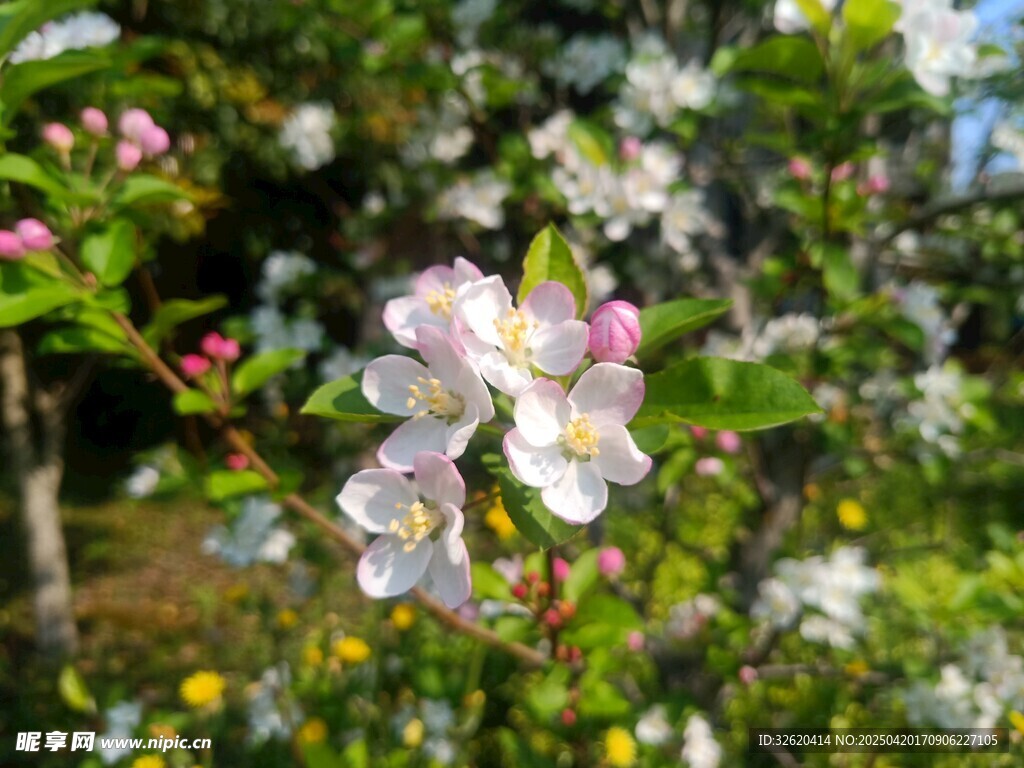 苹果花