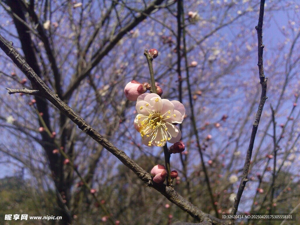 梅花