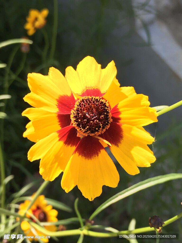 黑心菊