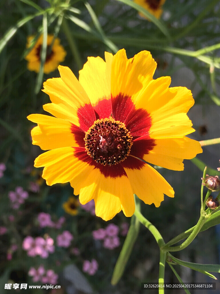 黑心菊