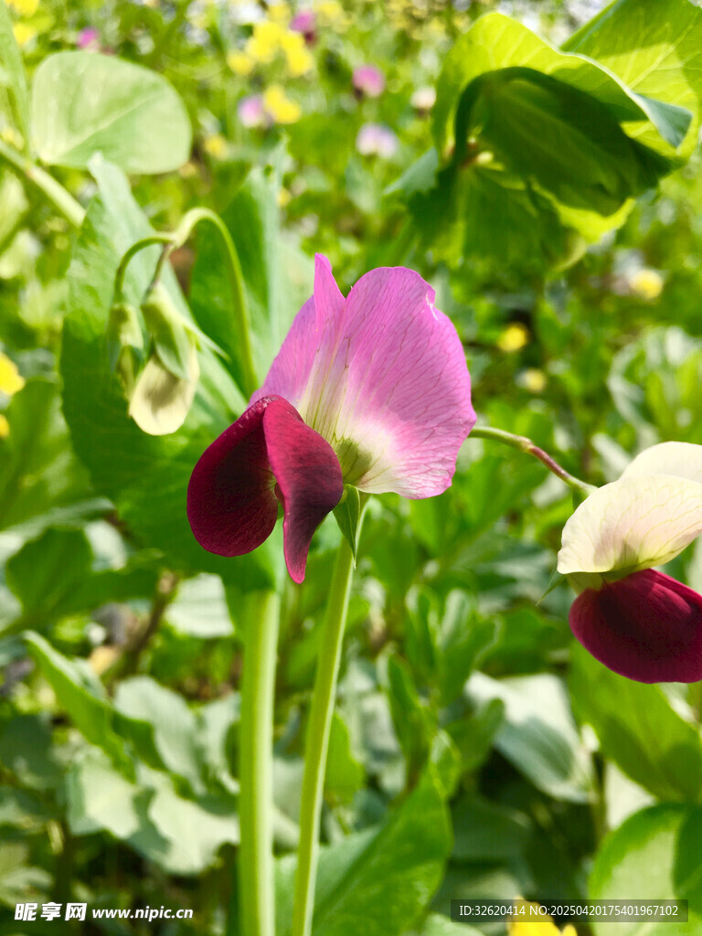 豌豆花