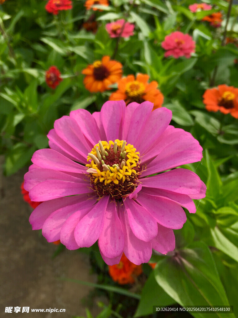 百日菊