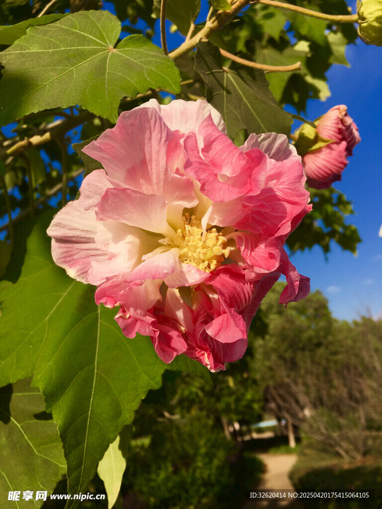 木芙蓉