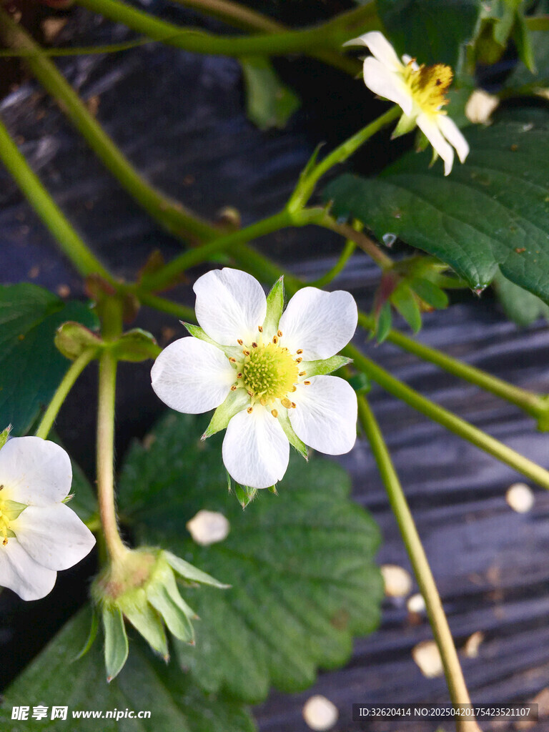 草莓花 