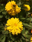 黄菊花