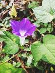 牵牛花