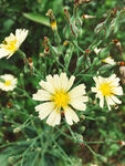 小雏菊