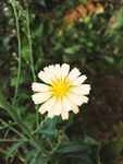 小雏菊
