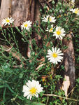 小雏菊