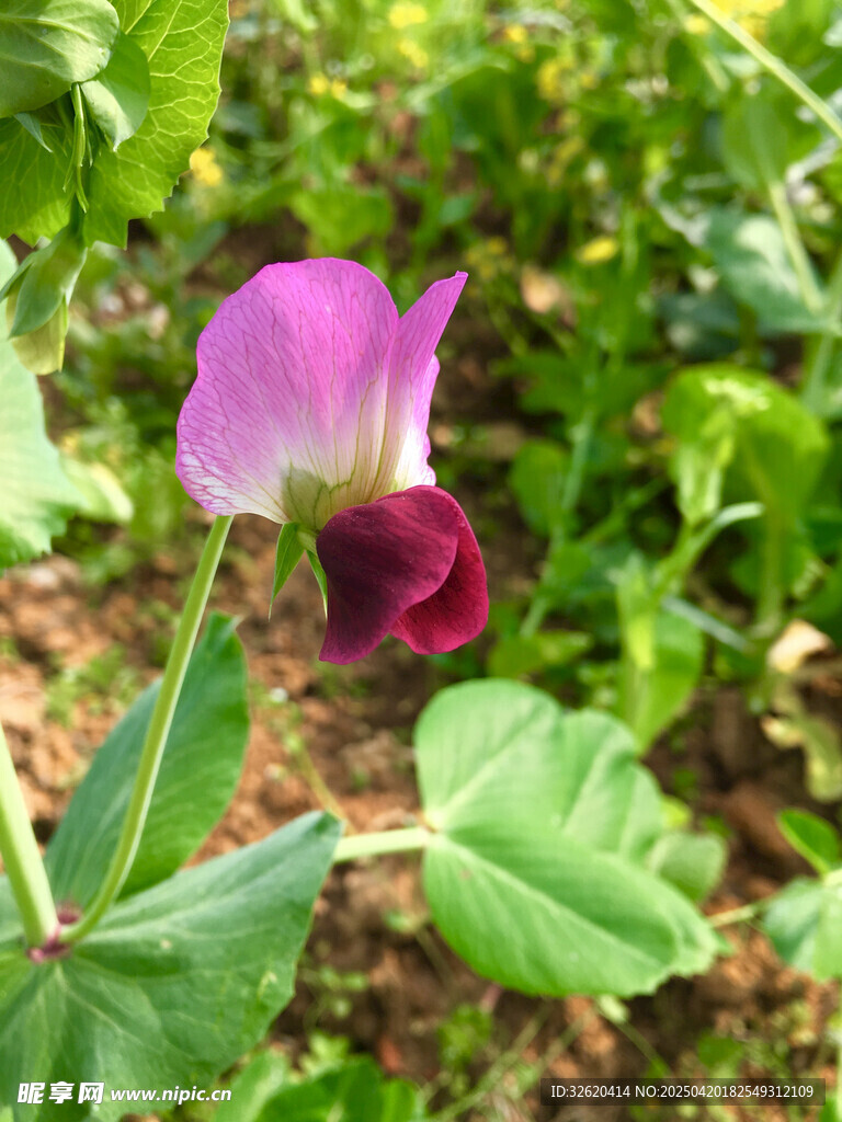 豌豆花