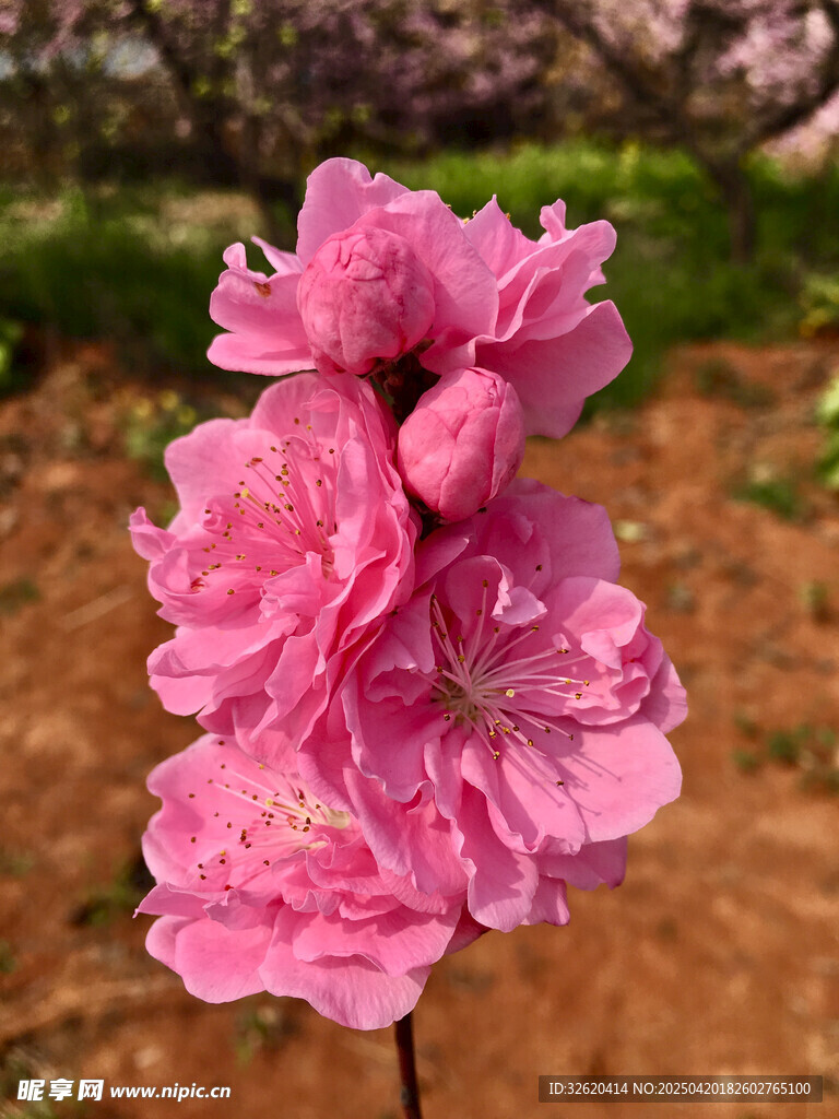 桃花