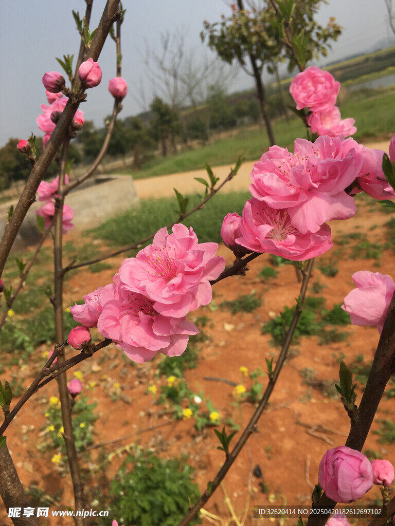 桃花