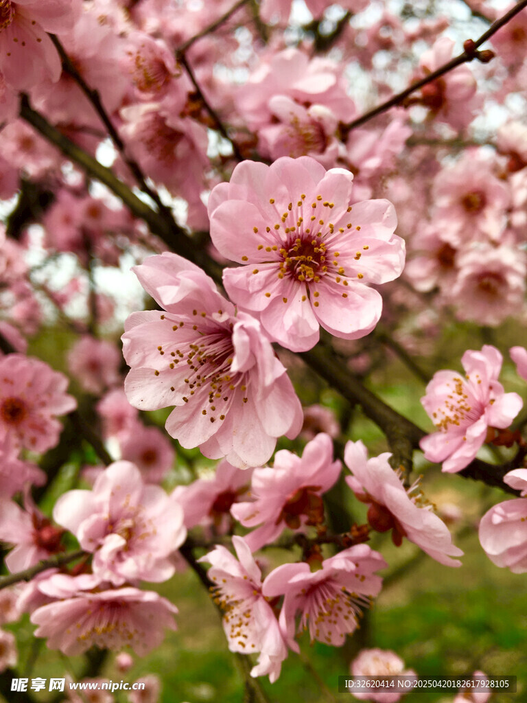 桃花