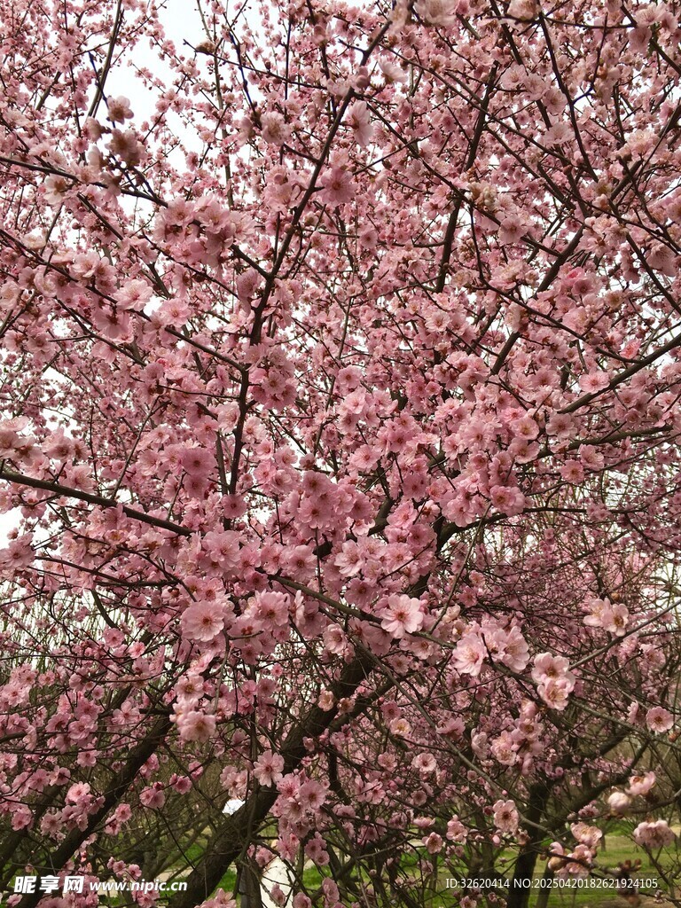 樱花树