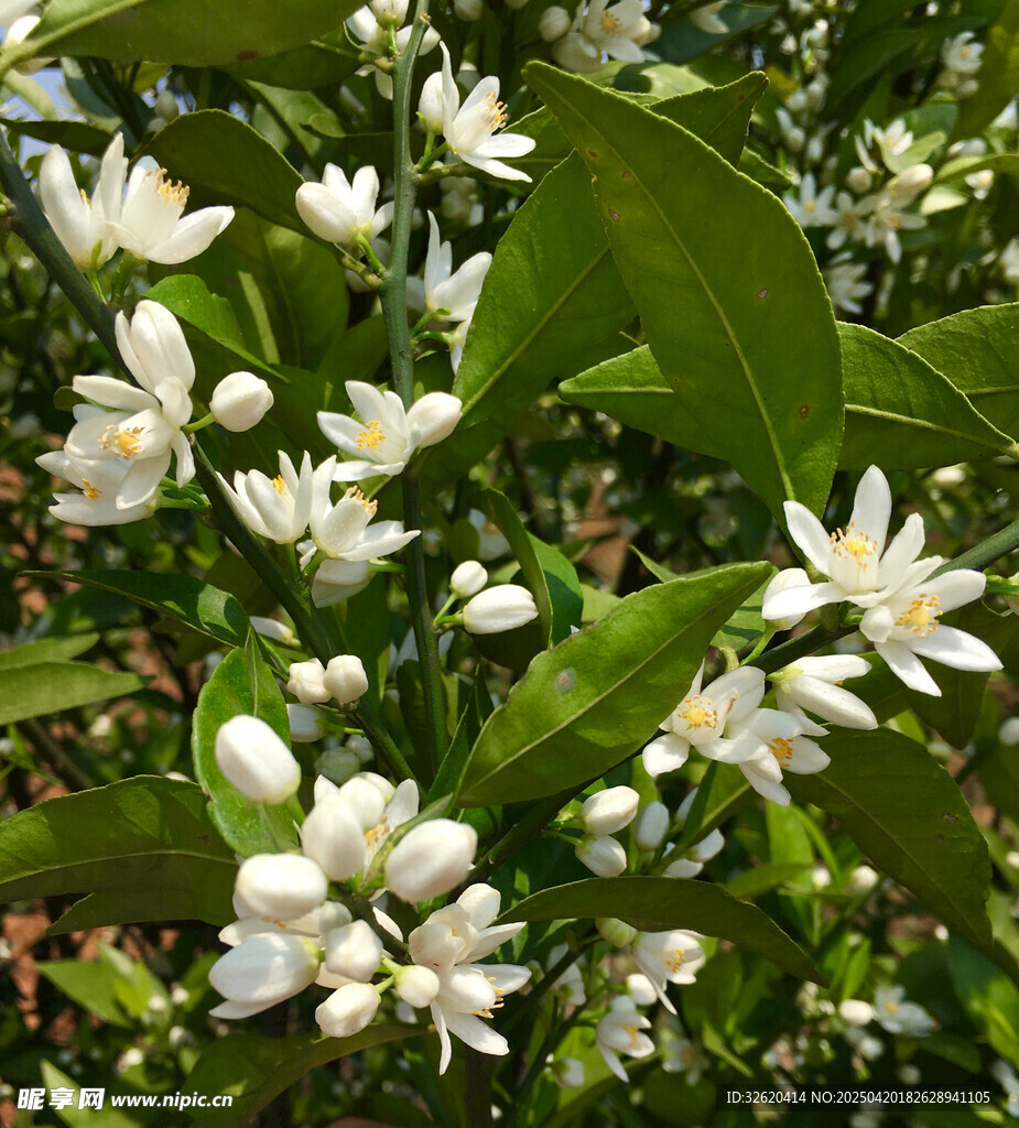柑橘花