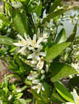 柑橘花