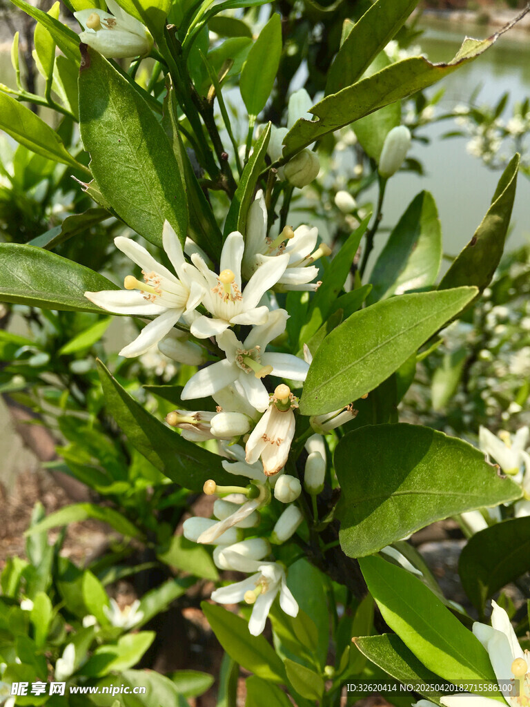 柑橘花