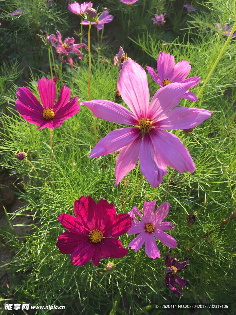 波斯菊