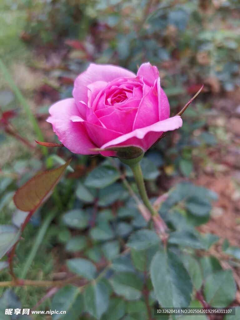 玫瑰