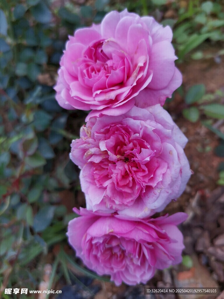 月季花