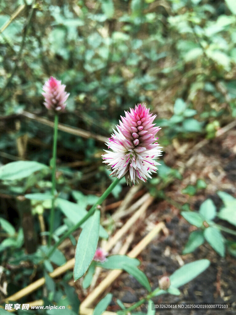 穗状花