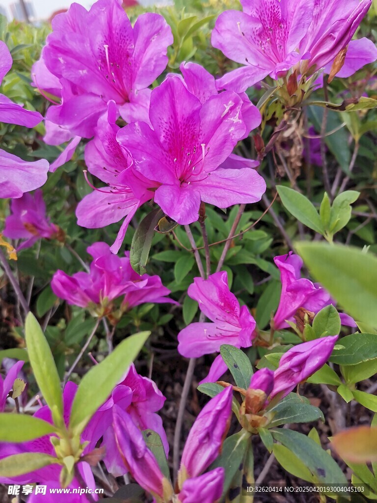 杜鹃花