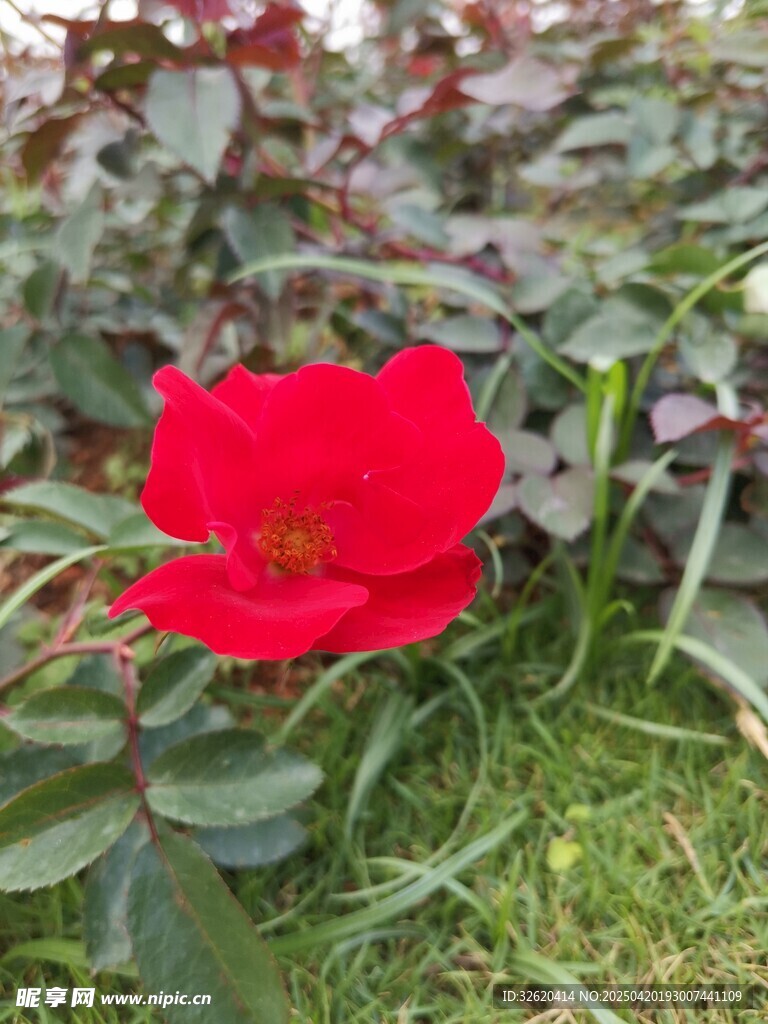 红玫瑰