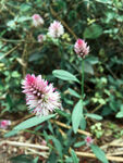 穗状小花