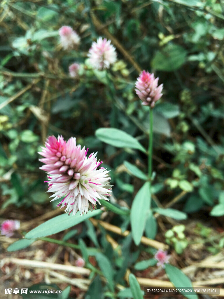 穗状小花