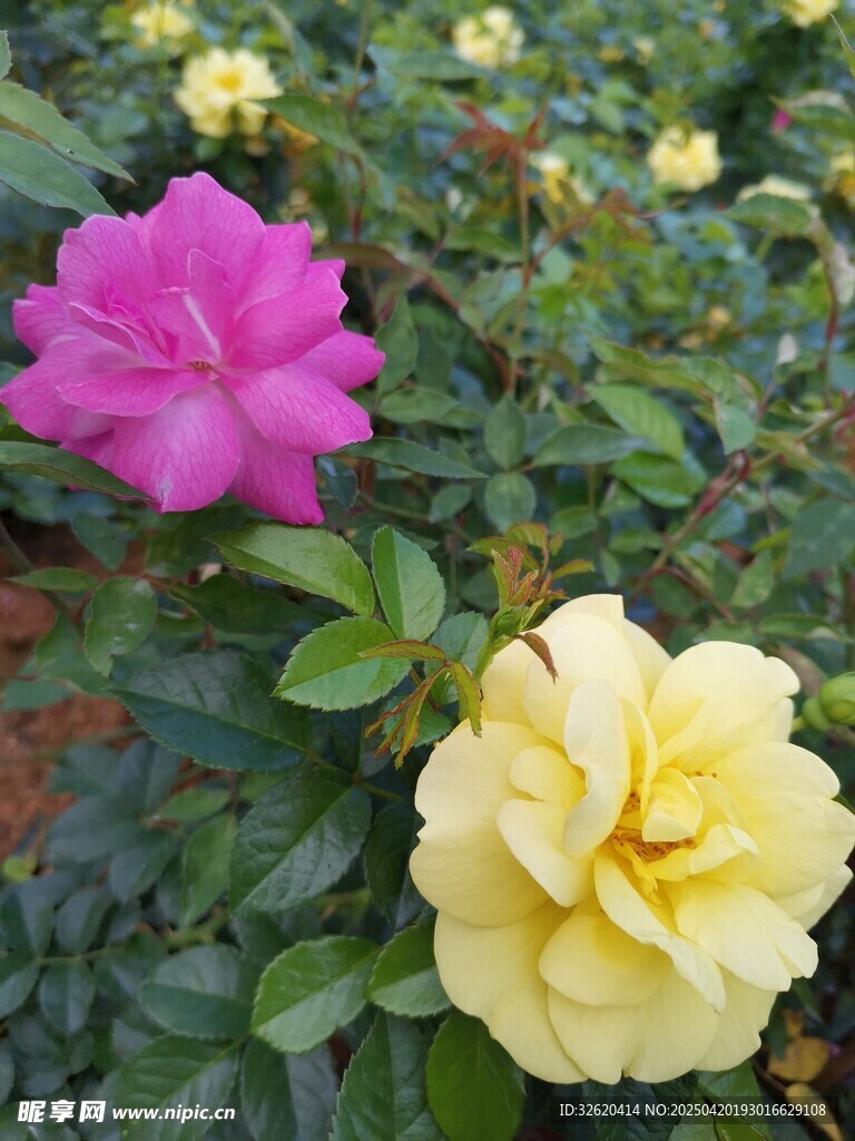 玫瑰