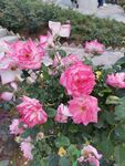 月季花