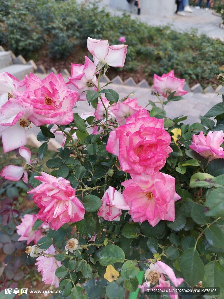 月季花