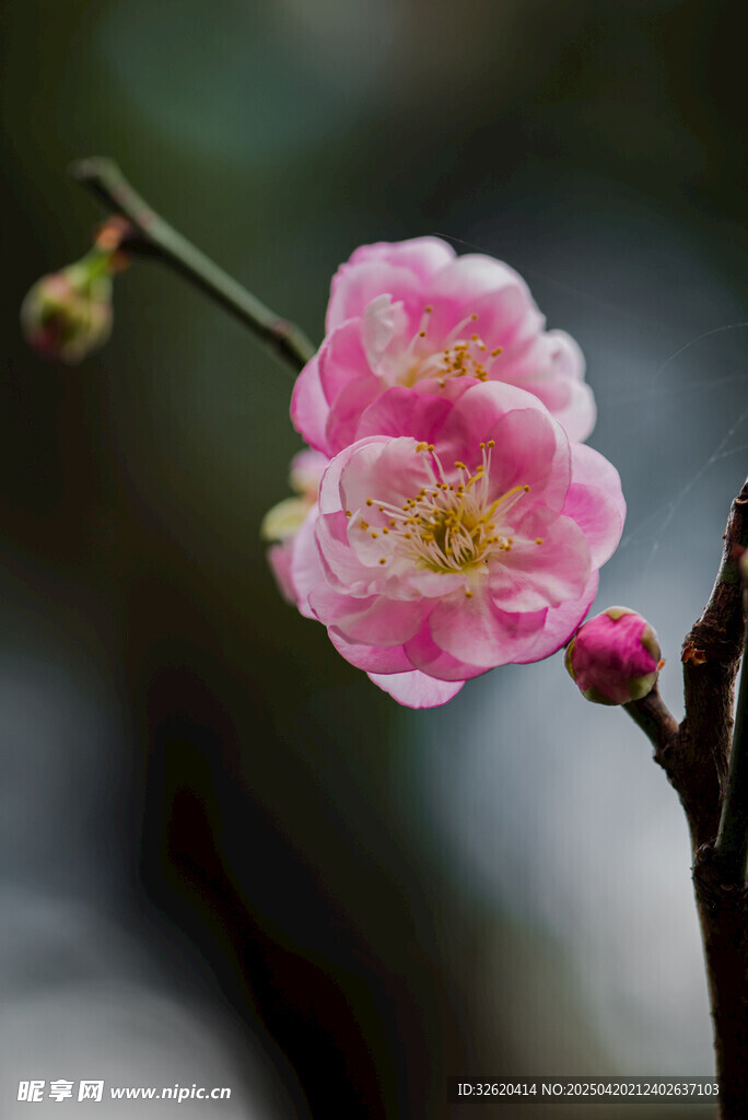 梅花
